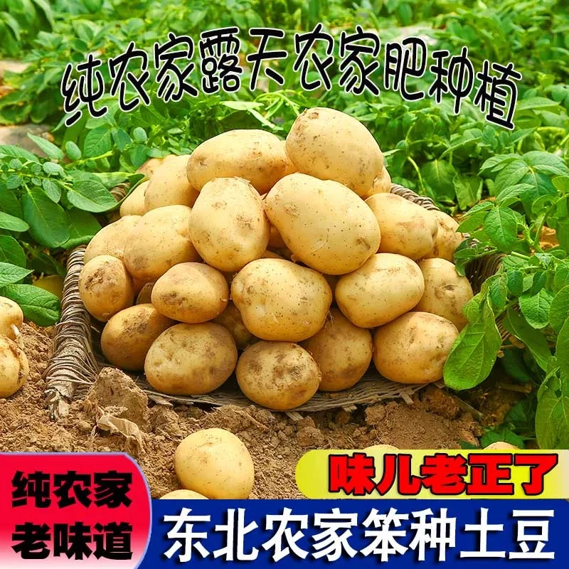 2025黑龙江正宗东北黄皮土豆马铃薯黄心土豆批发洋芋蔬菜整箱