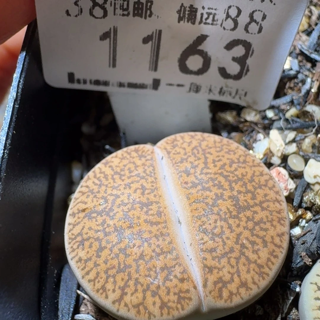 Sss精品生石花1163