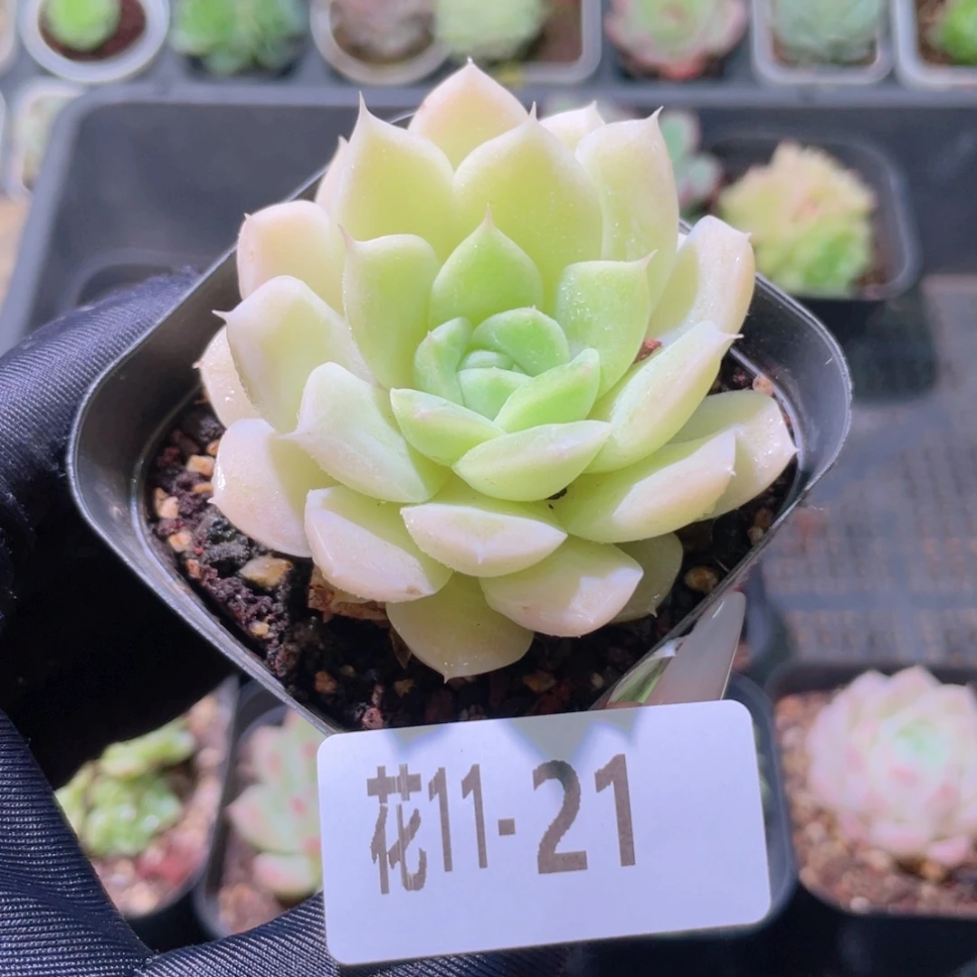 花利美11-21白冰雪女王