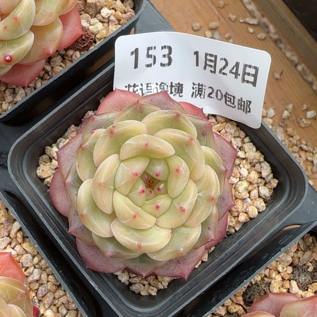 花语逸境0124-153