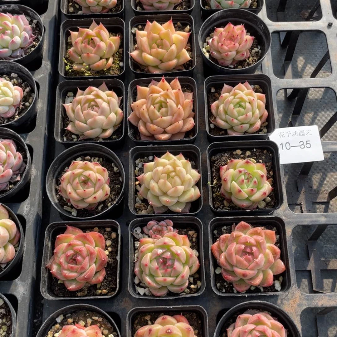 一物一拍18颗10-35