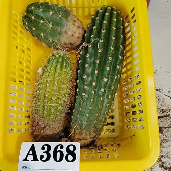 当前无花栽培后可以开花368