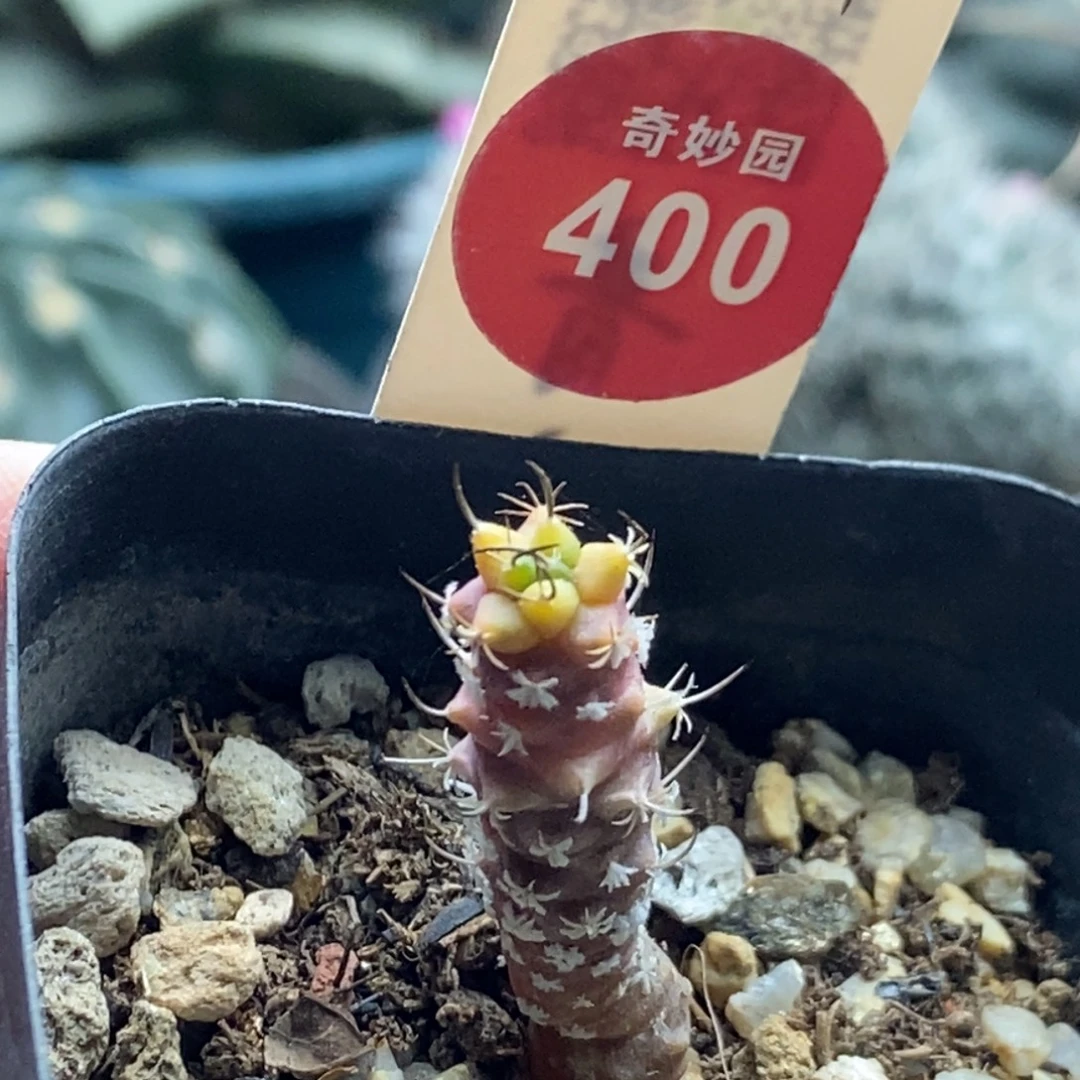 实生娇丽锦一颗仙人球