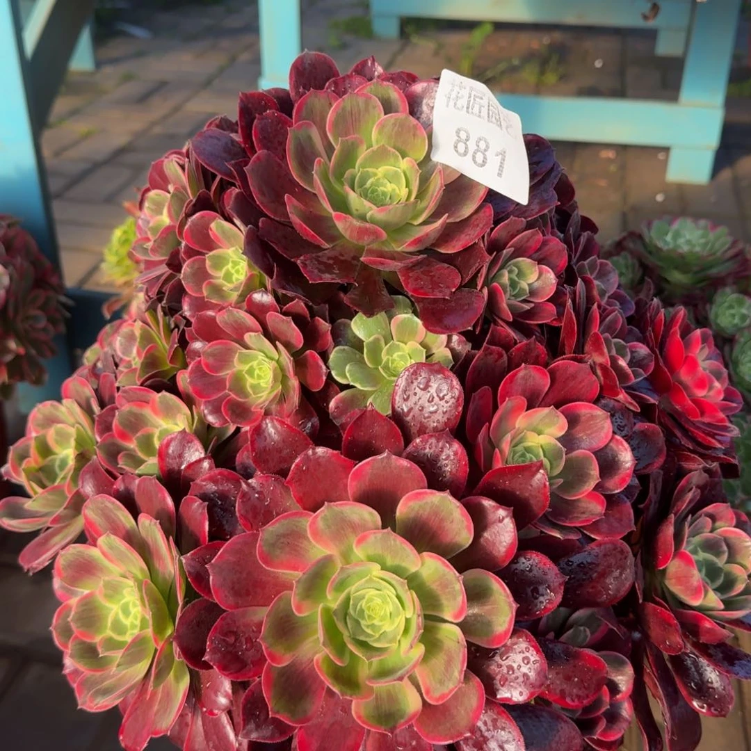 有****人多肉植物881金丝雀