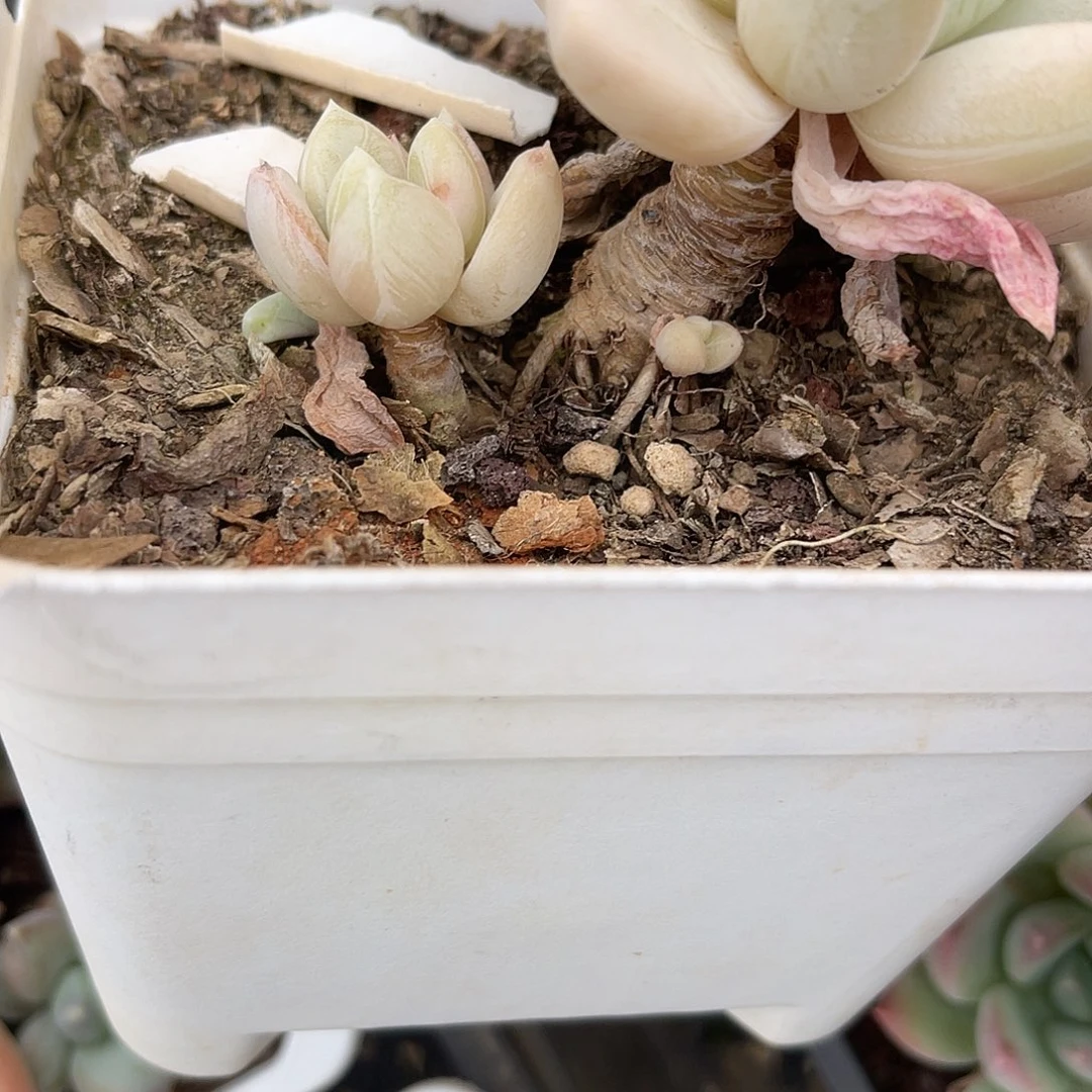 宸*胖597。  11111111111