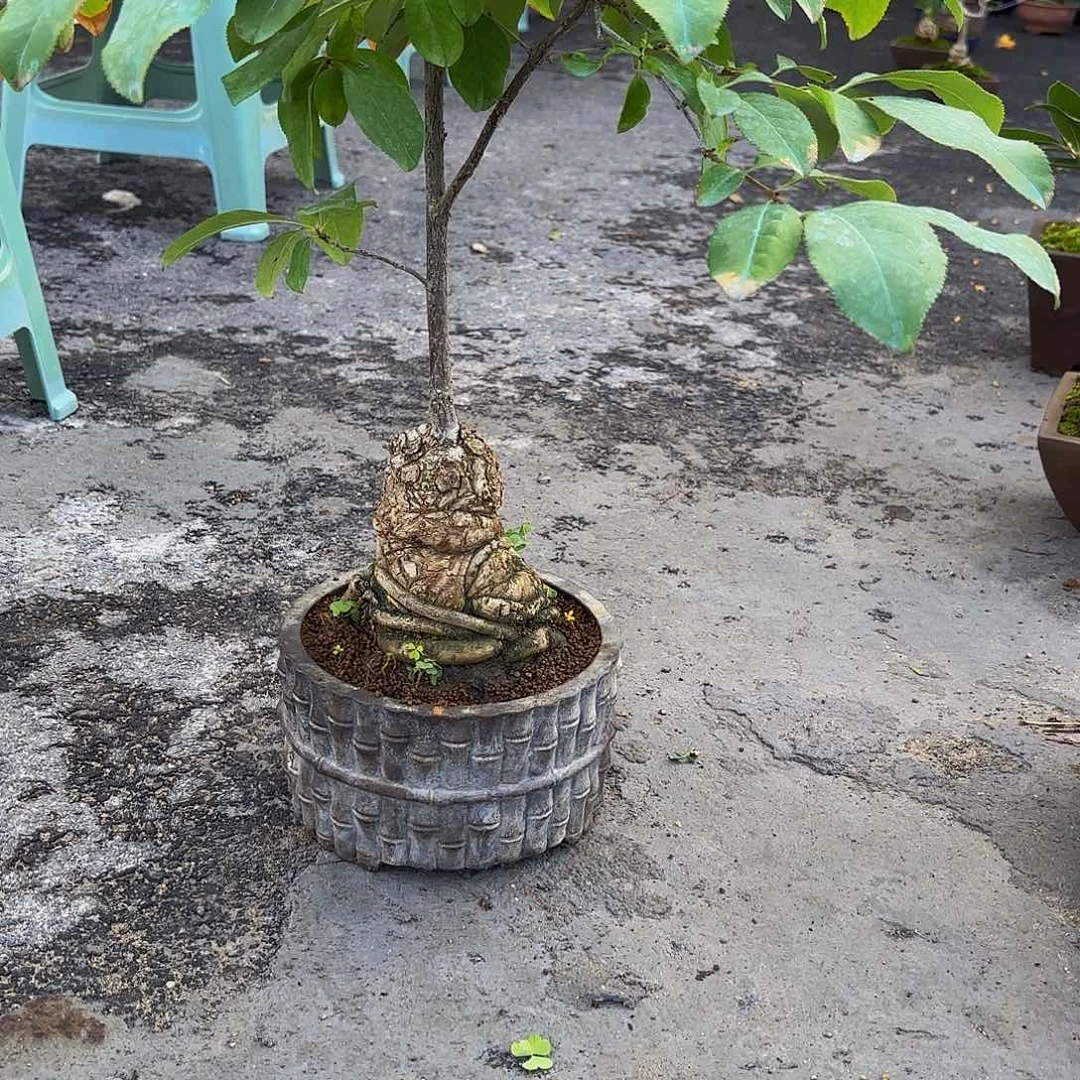 完全开放流梳盆景造型盆栽花卉