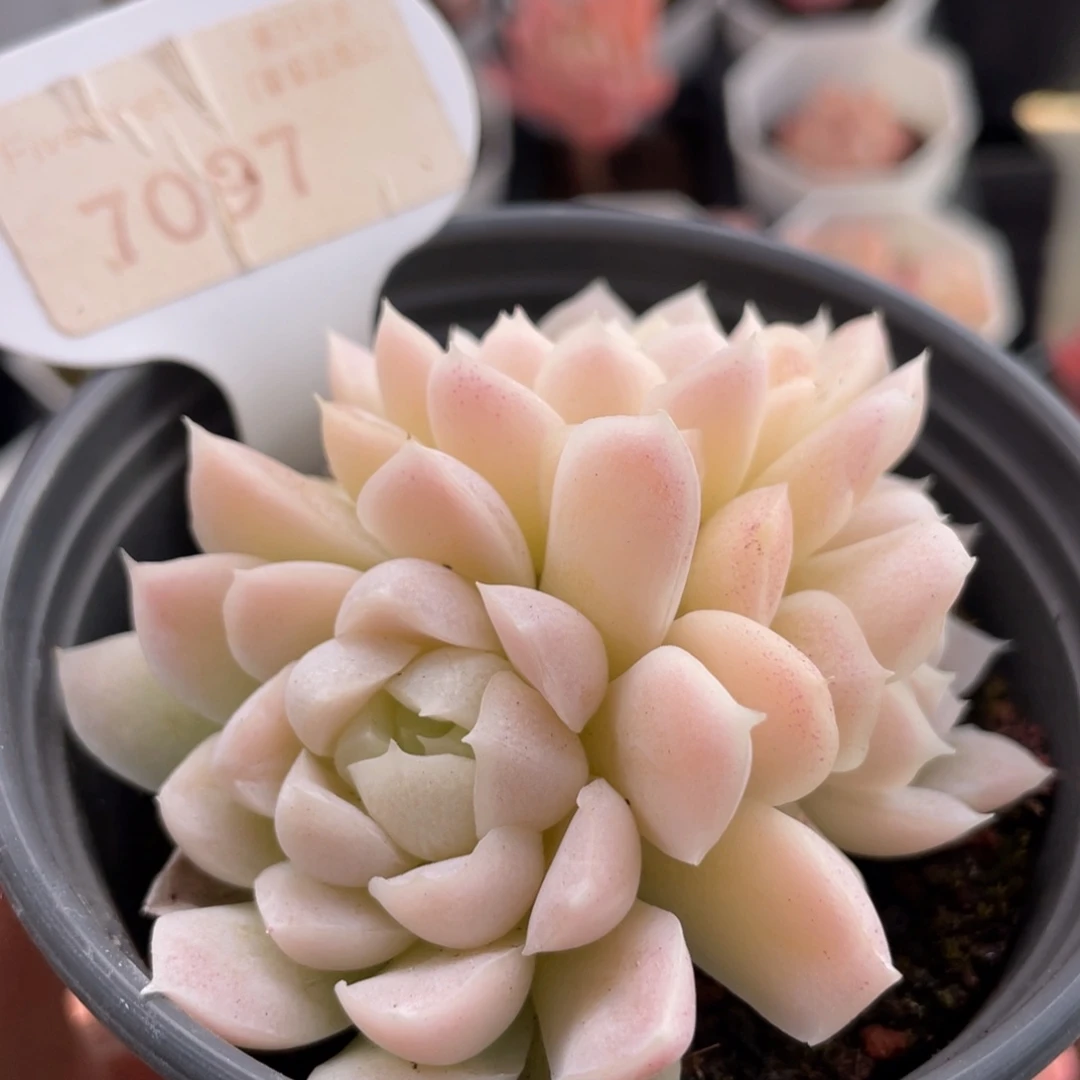 白月影7097-7.0厘米