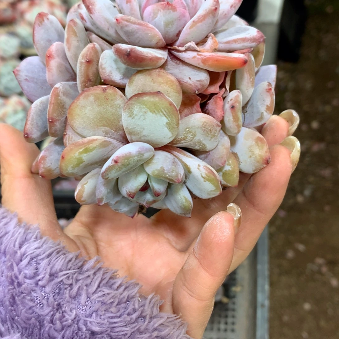 石榴籽，想好再拍，退了拉黑