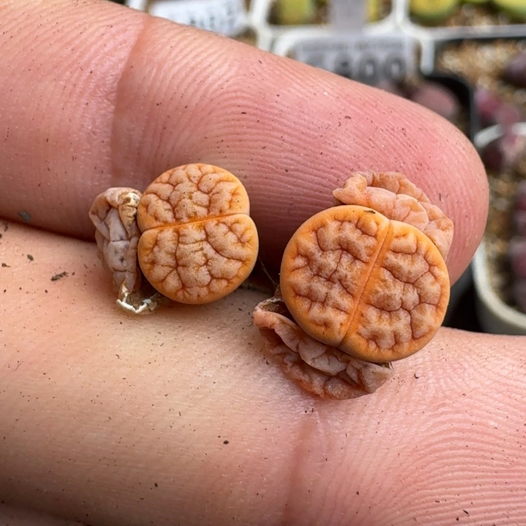 ´****G843睫毛边脑窗189杂交两年