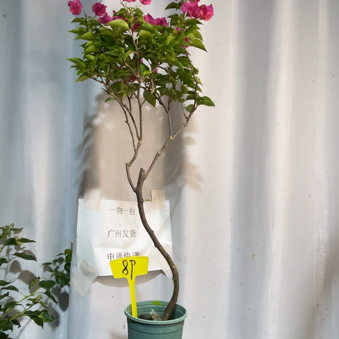 当前无花栽培后可以开花89同安红，高80厘米