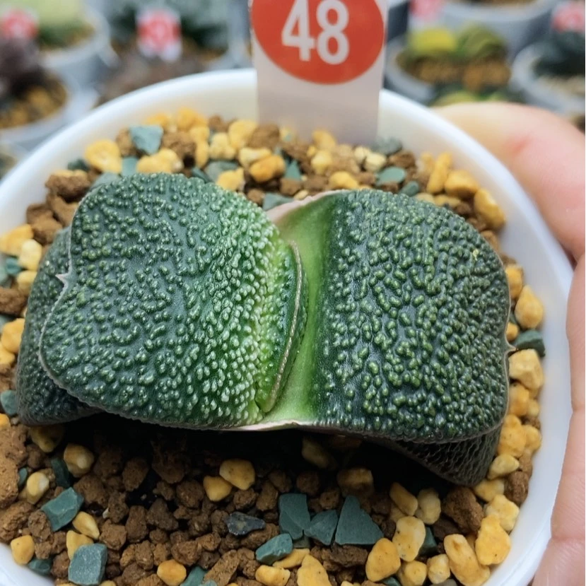 【闪购商品】48军配珍珠