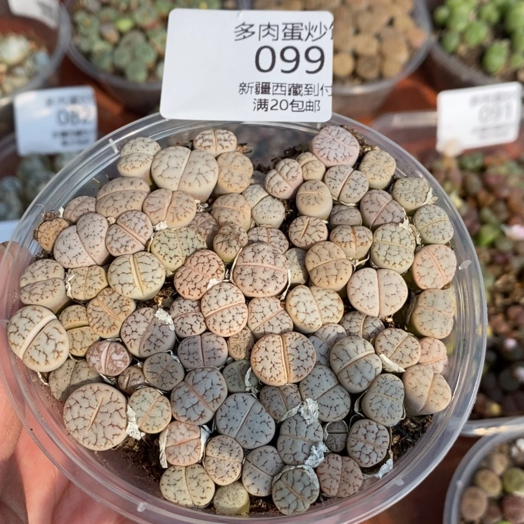 感谢您的支持，0099