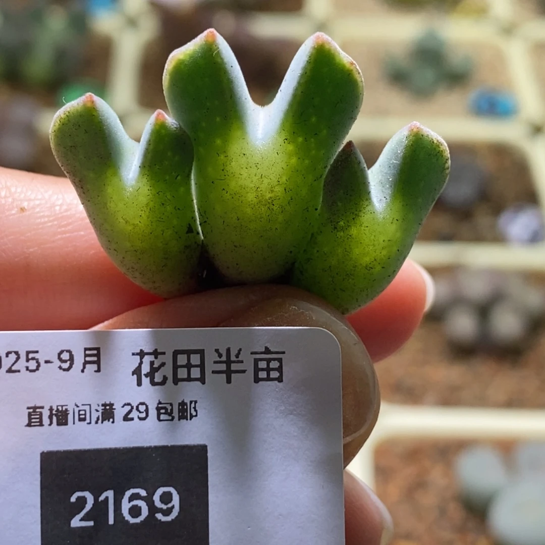 2169好看好看好看