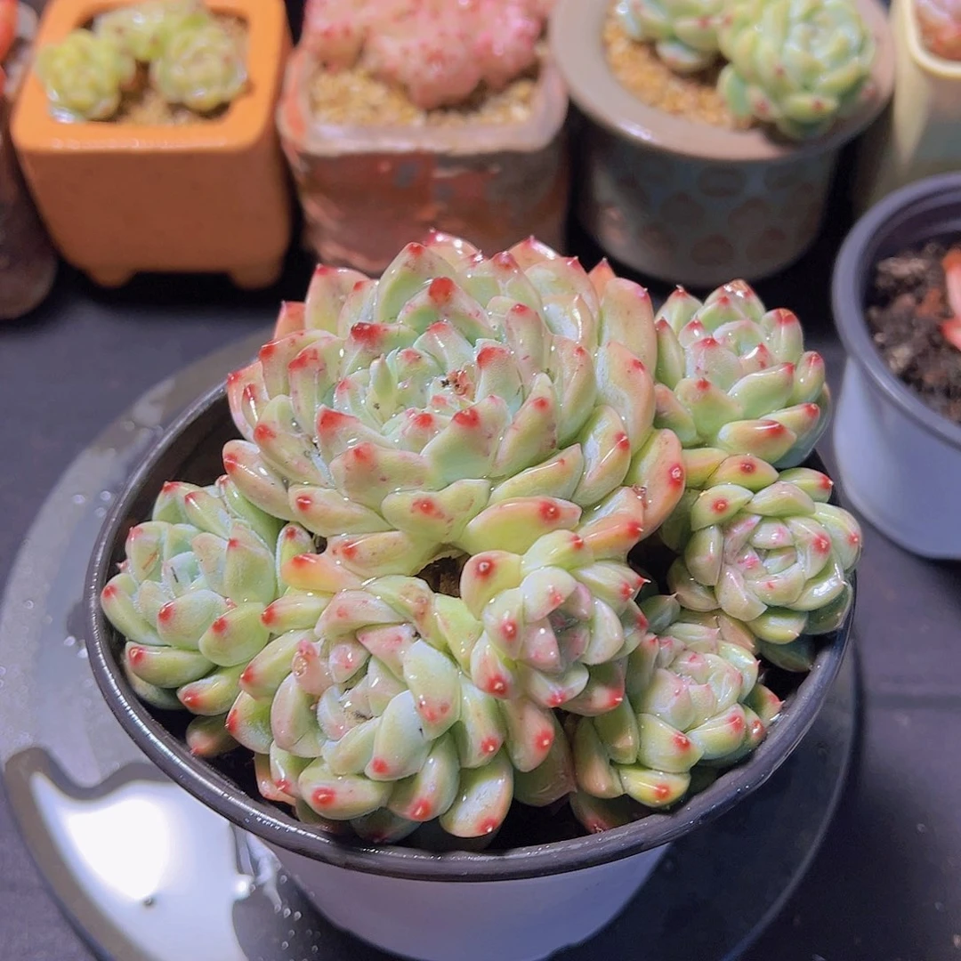 潇*妹佳人杂，多肉植物
