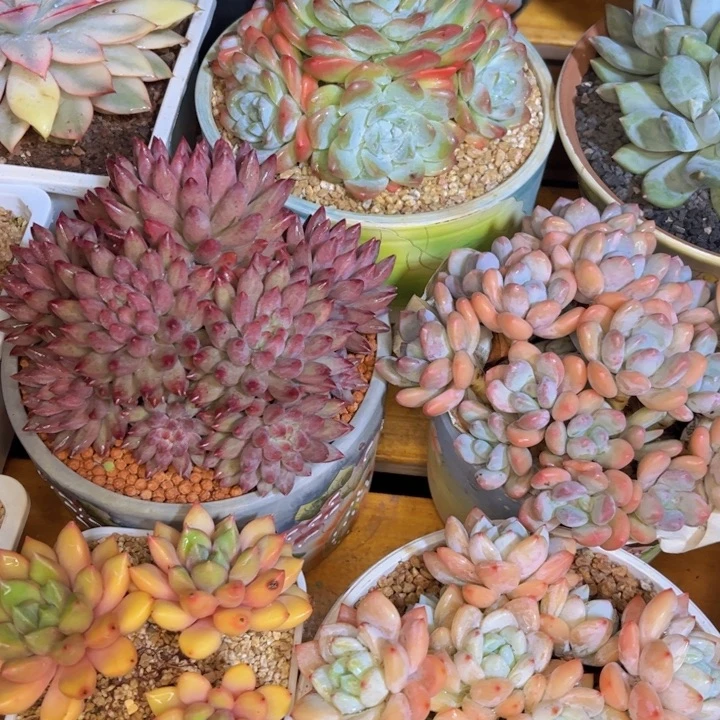 宸***一物一拍，发货链接。