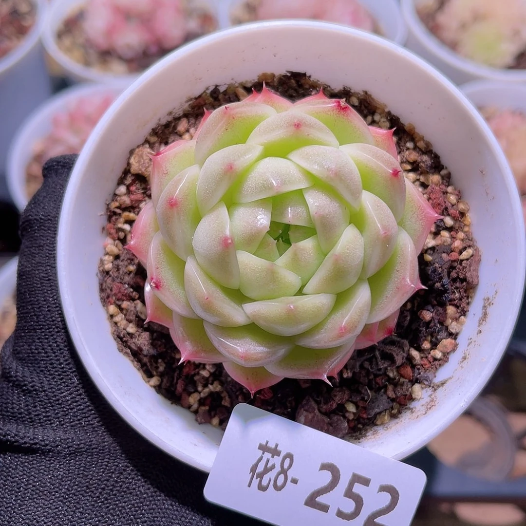 花08-252麦秆单头