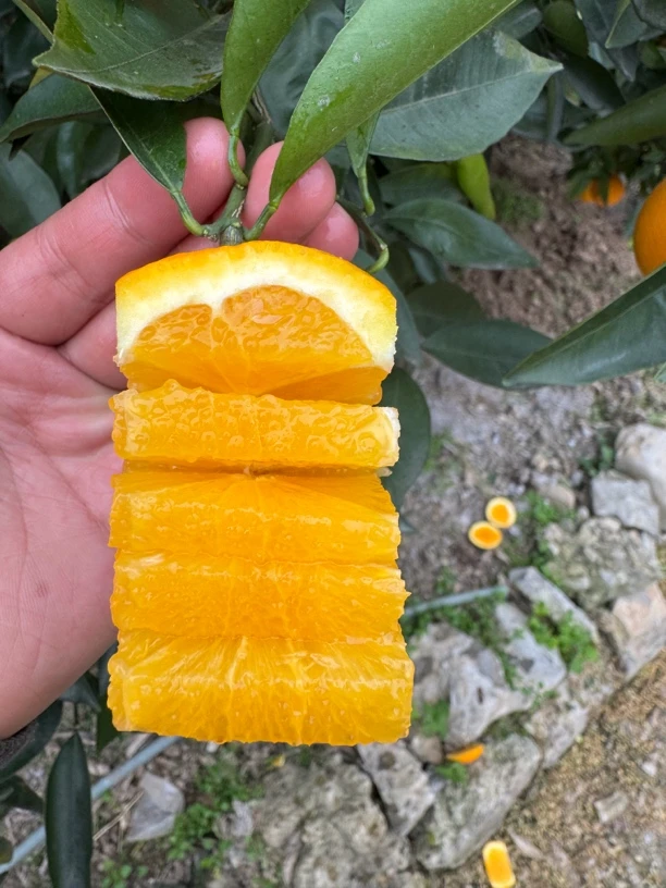 【坏果包赔】奉节脐橙72-1现摘现发
