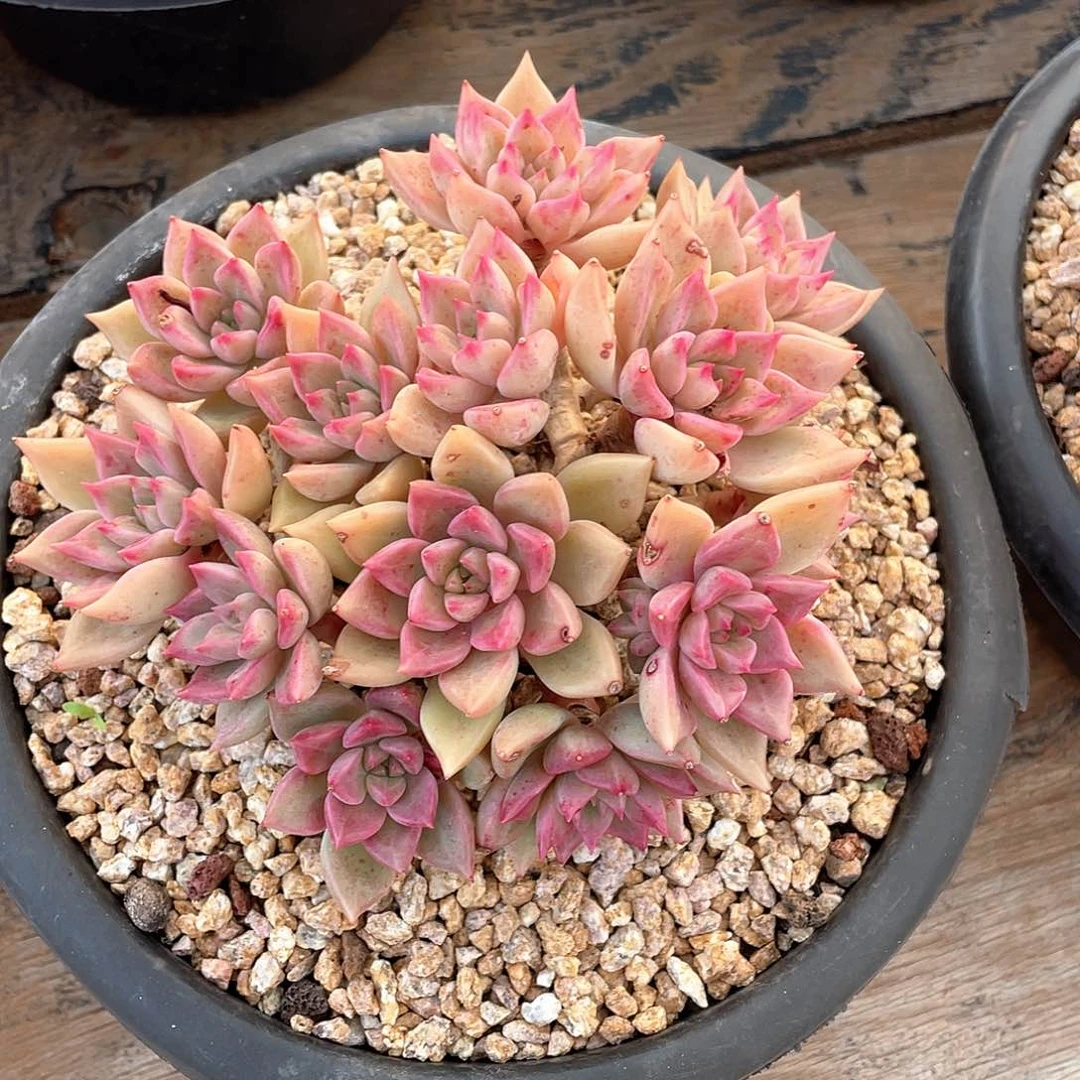 多肉植物一物一拍