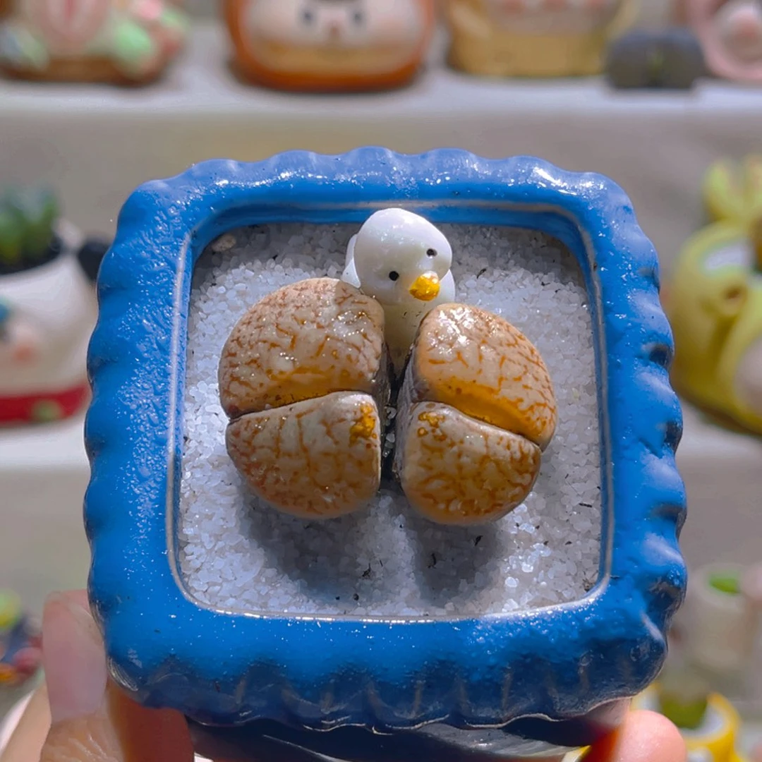 002高端多肉带盆土一套18