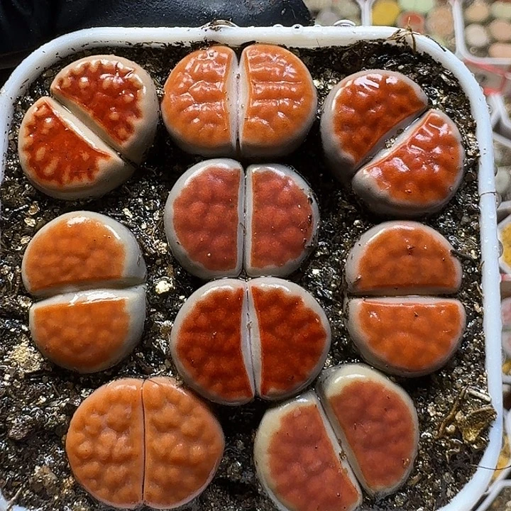 生石花1111111。   113