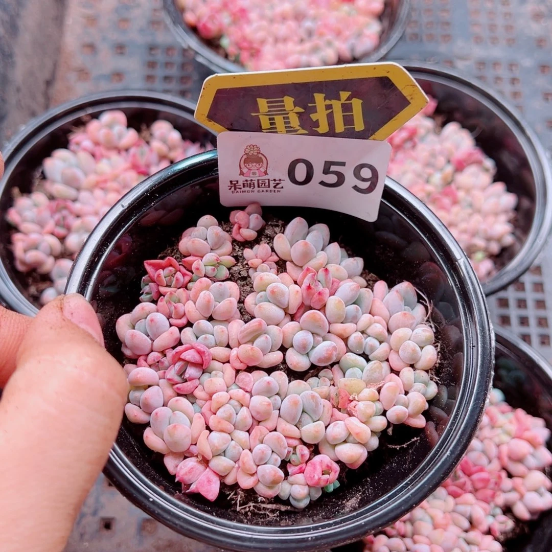 多肉植物多肉植物