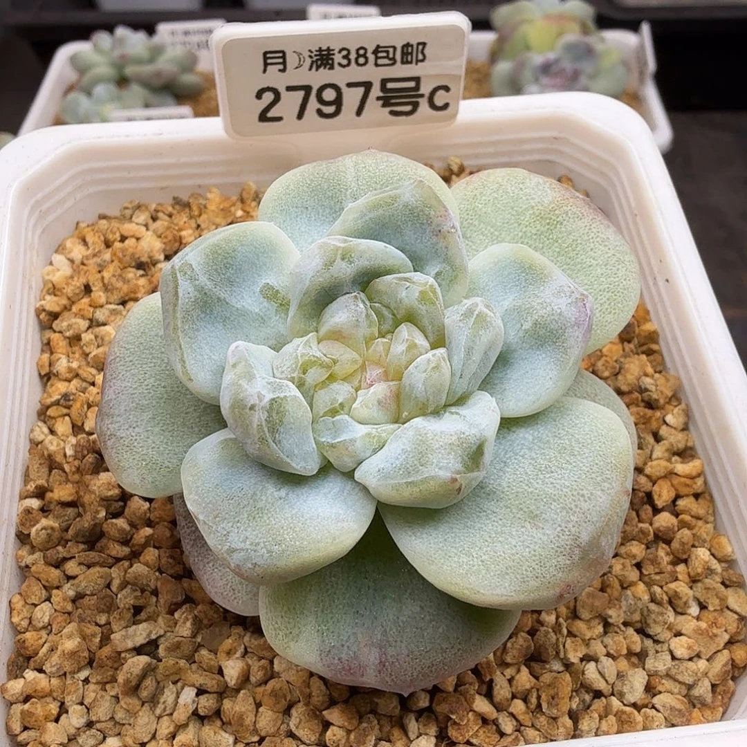 2797号冰玉石化锦