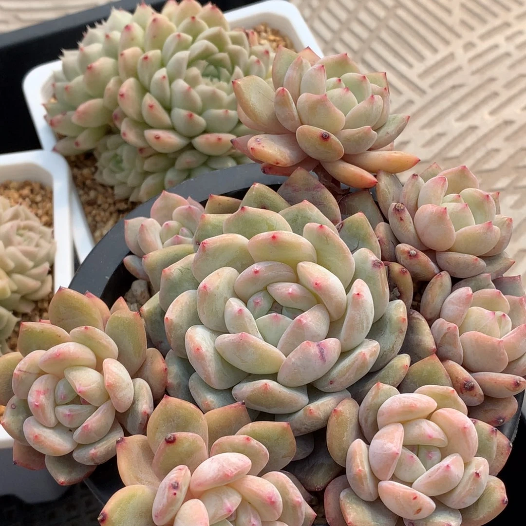 0307-100 星影优选