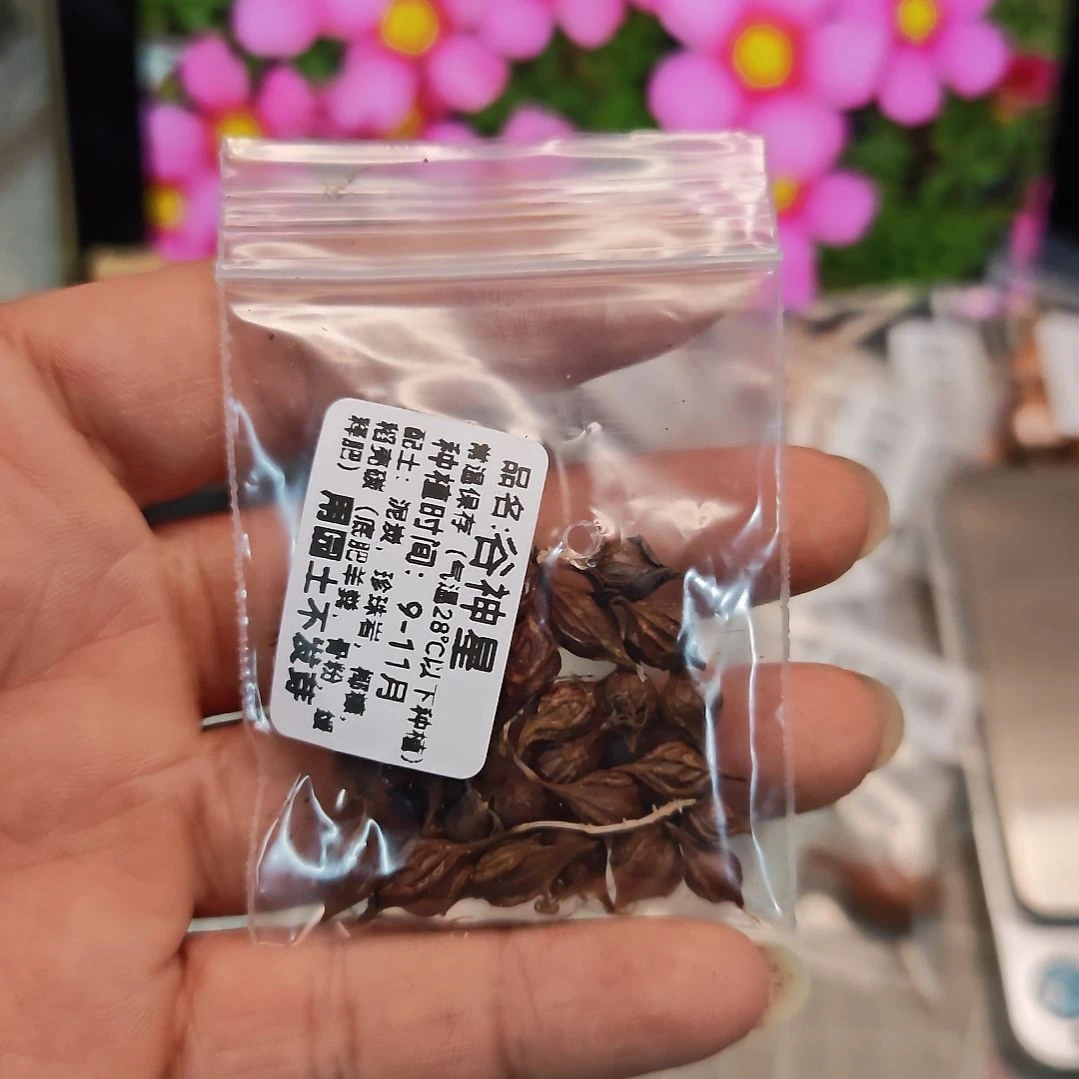 酢浆草晚花谷神星一份