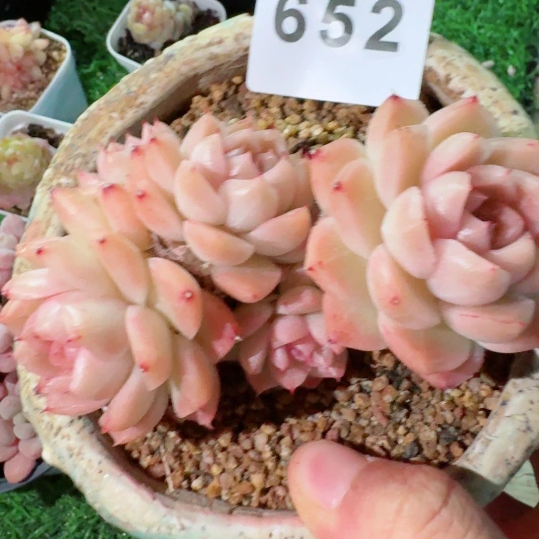 好****?麦秆群生         精品多肉