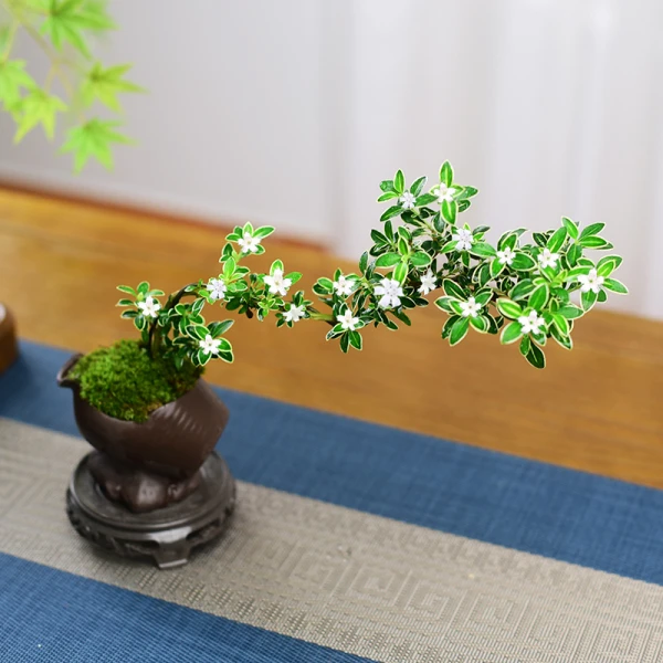 禅意【六月雪】悬崖白花茶桌室内窗台绿植物办公室茶几桌面盆栽盆景