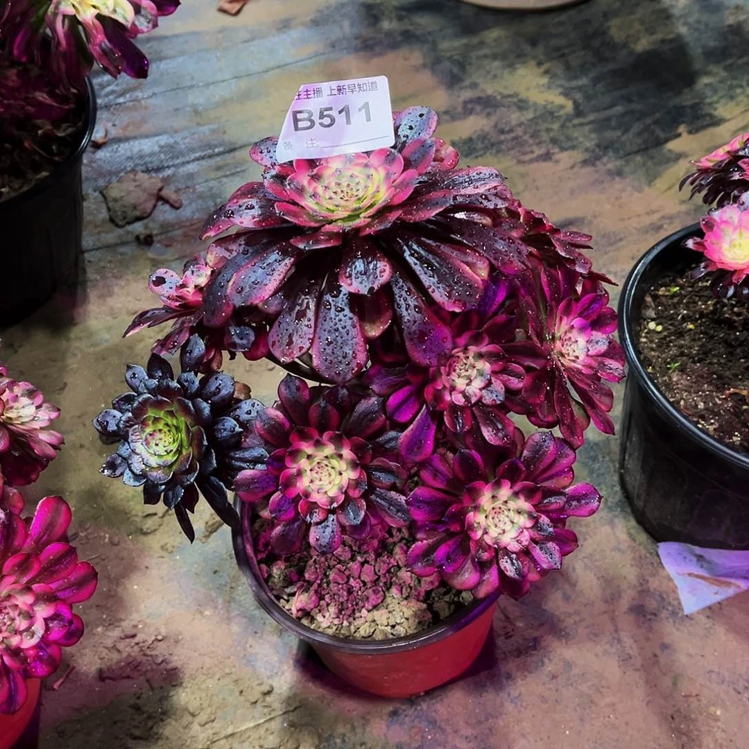 静**沉多肉511美姬法师