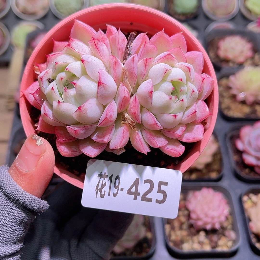 花19-425女王双头