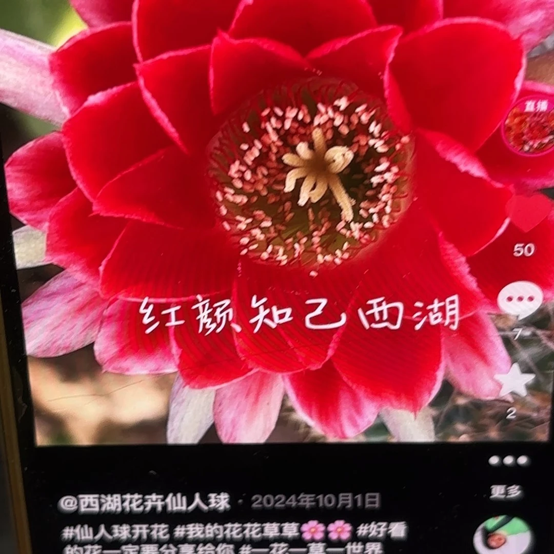 红颜自己丽侧牙20包邮48