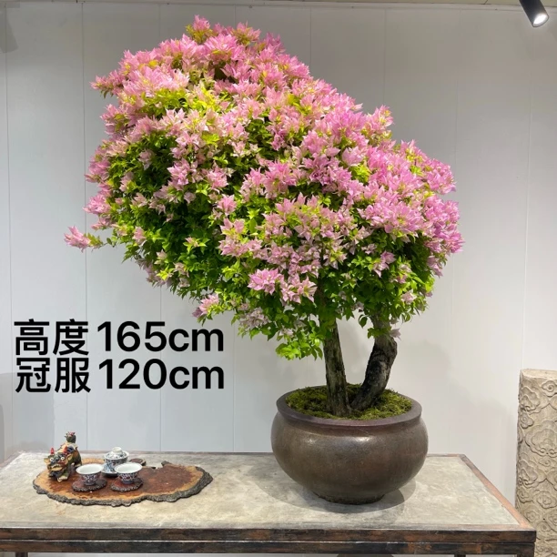 严天盆景｜精品老桩粉红豹三角梅盆景