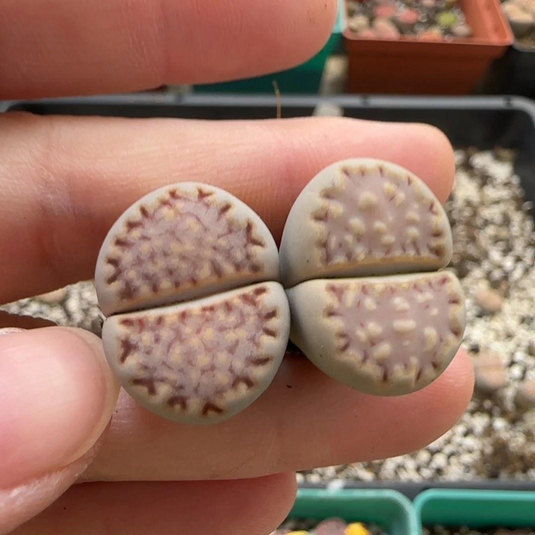 11.6。爱萌ken饼干生石花。8092