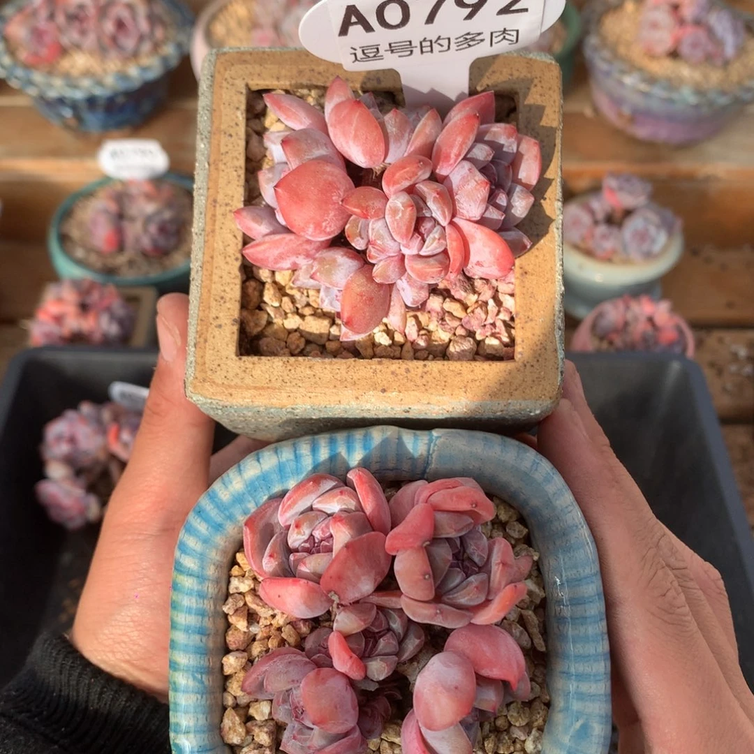 爱***盆A0792 星影小脸群 有砍 6cm