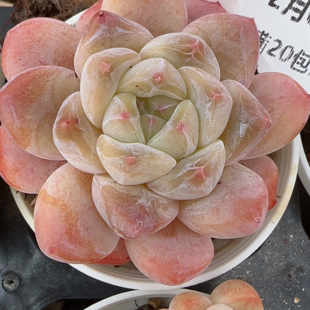 花语逸镜0205-429