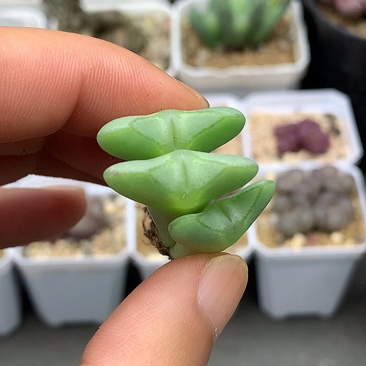 精品多肉植物精品多肉