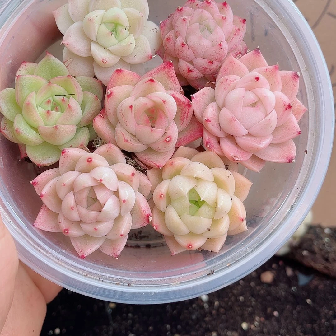 1-650 新疆西藏内蒙不发12.8包邮2-3公分