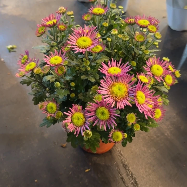 女王菊紫色盆栽花量多