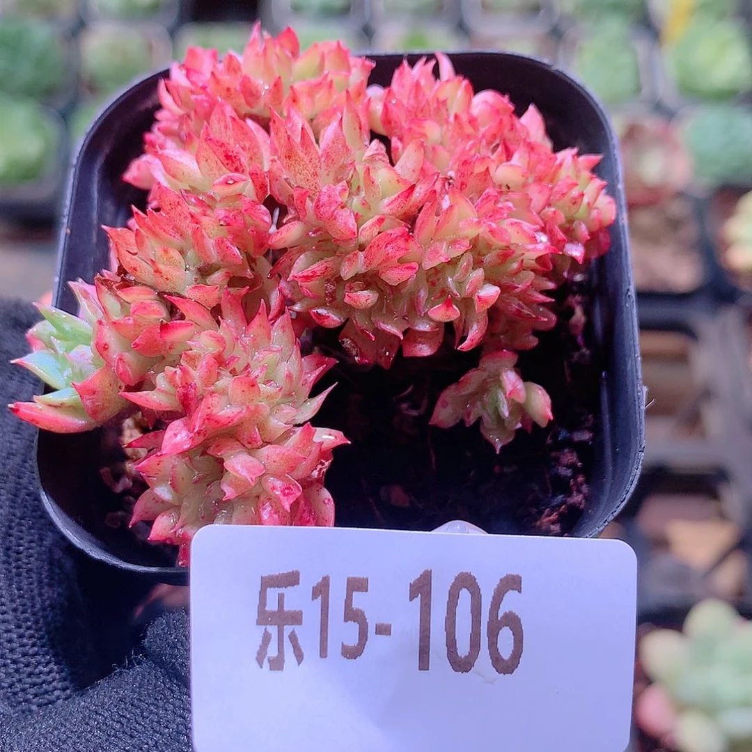 乐然15-106 火焰杯缀化