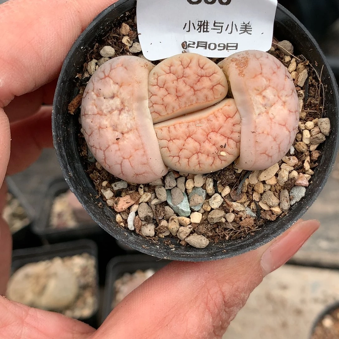 G68多肉植物保护研究所
