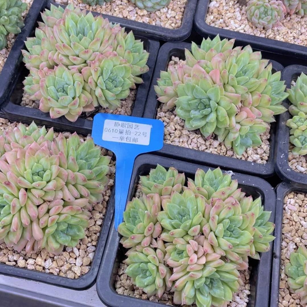 0610-22-新品幻影美人群一颗量拍