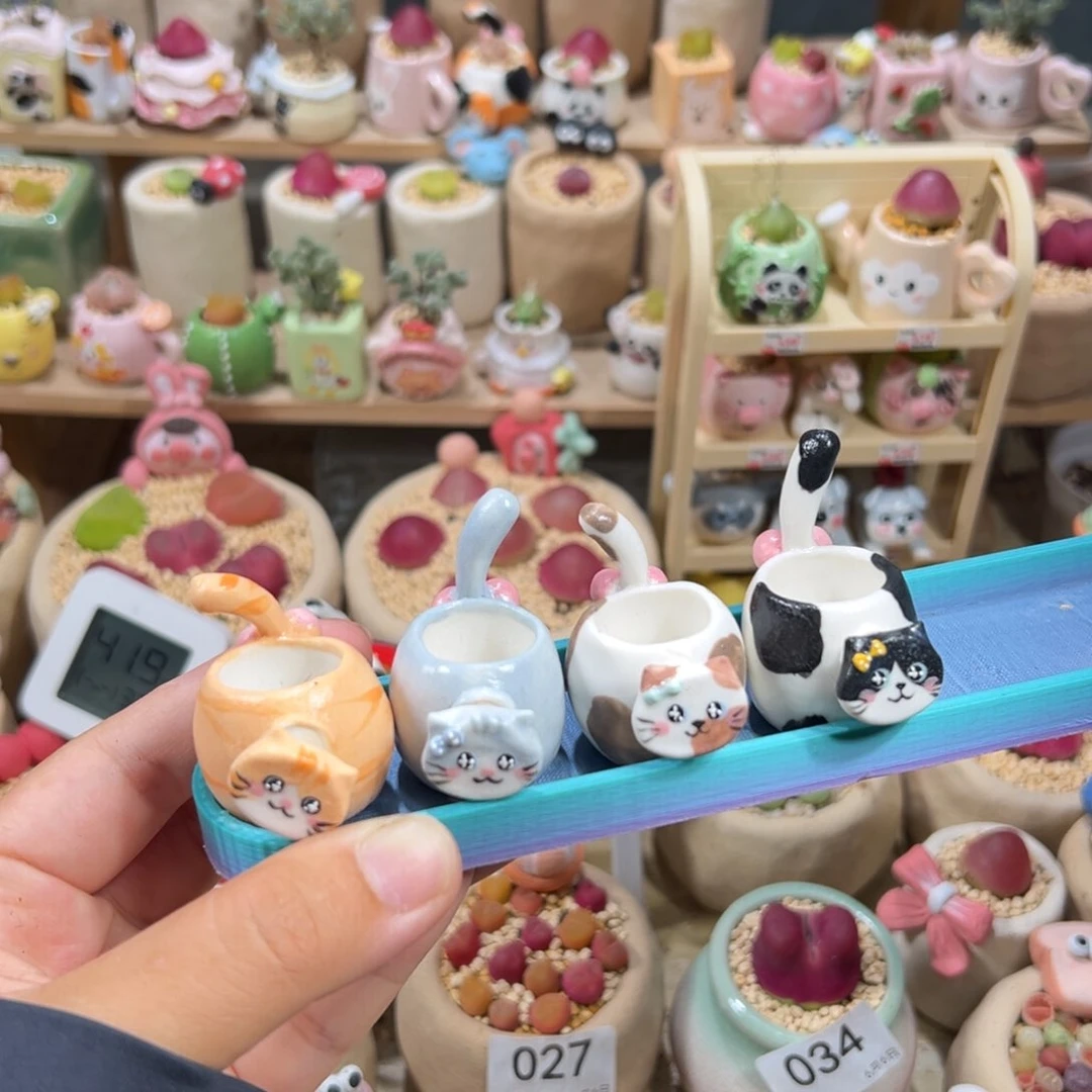 F多肉植物85号四只猫