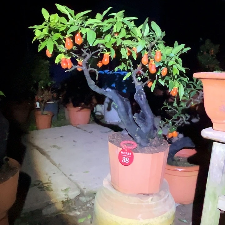 H***y当前无花栽培后可以开花