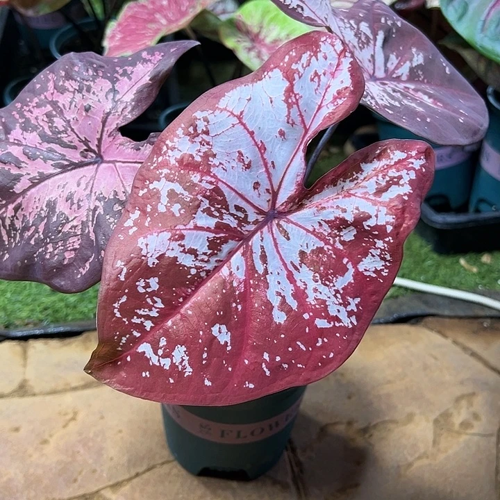 无花朵冰沙养定12