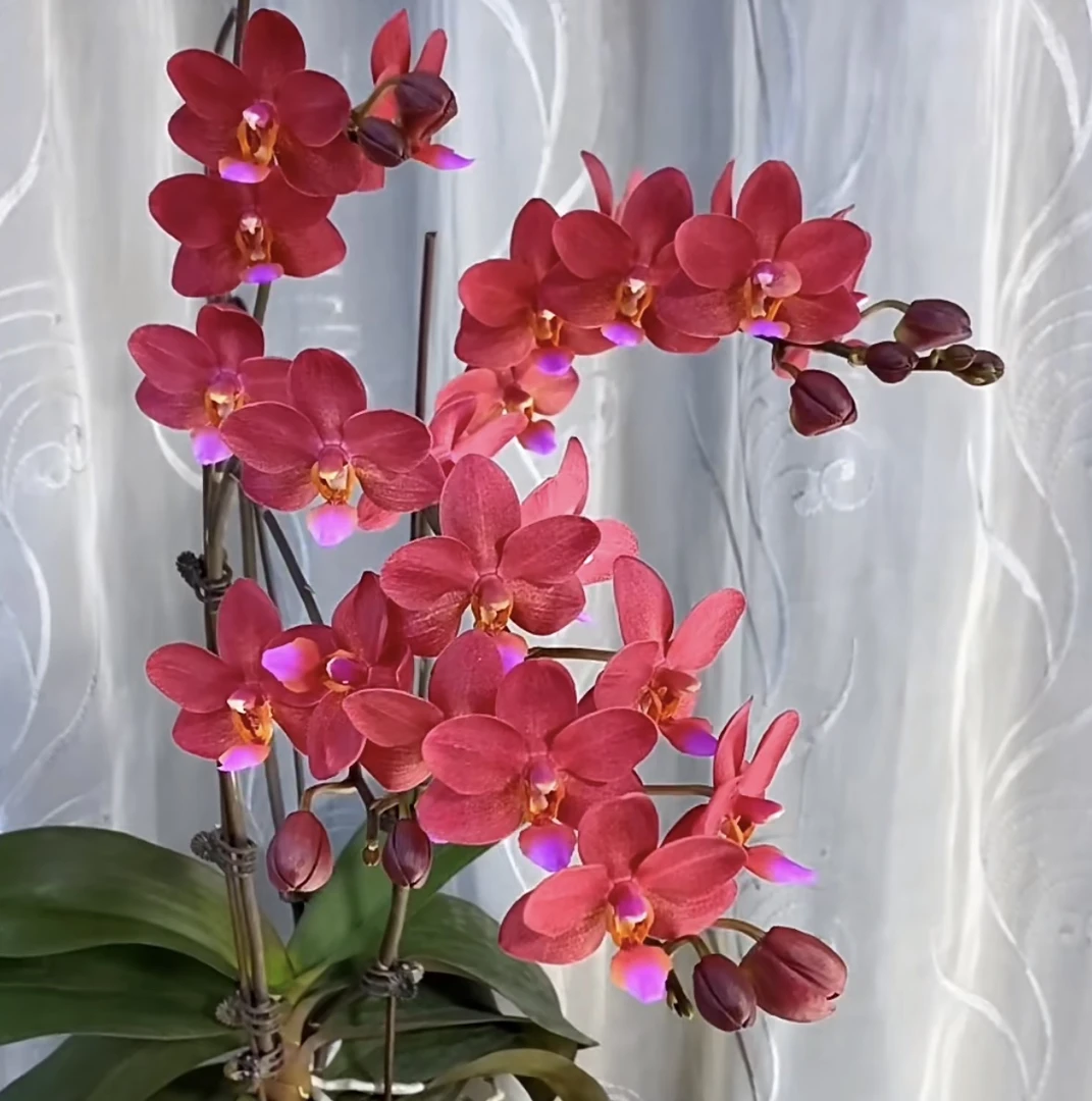 1.7寸佛陀宝藏(仅是苗)