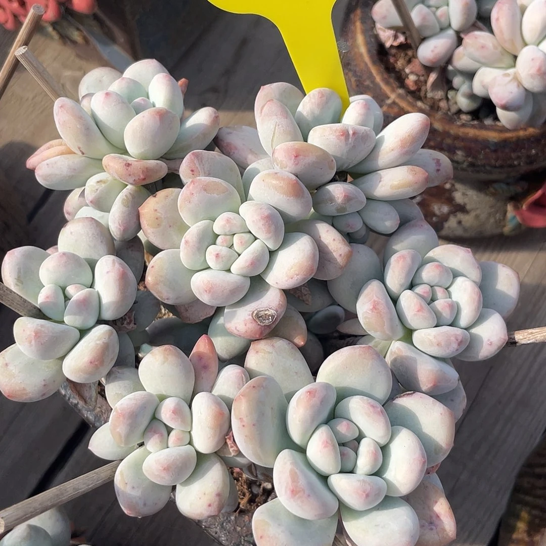 奶酪香水多肉植物150