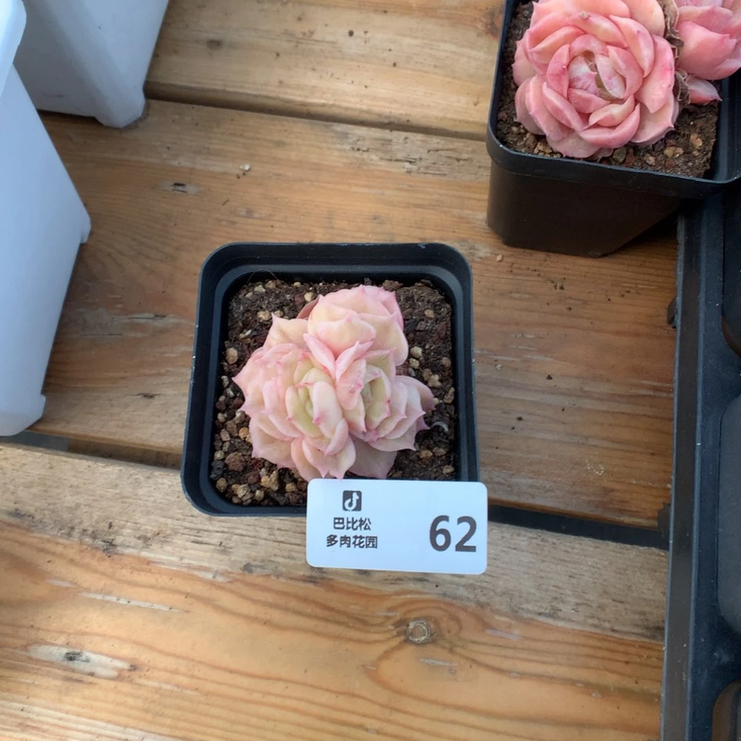 繁**?62昂斯诺石化福利