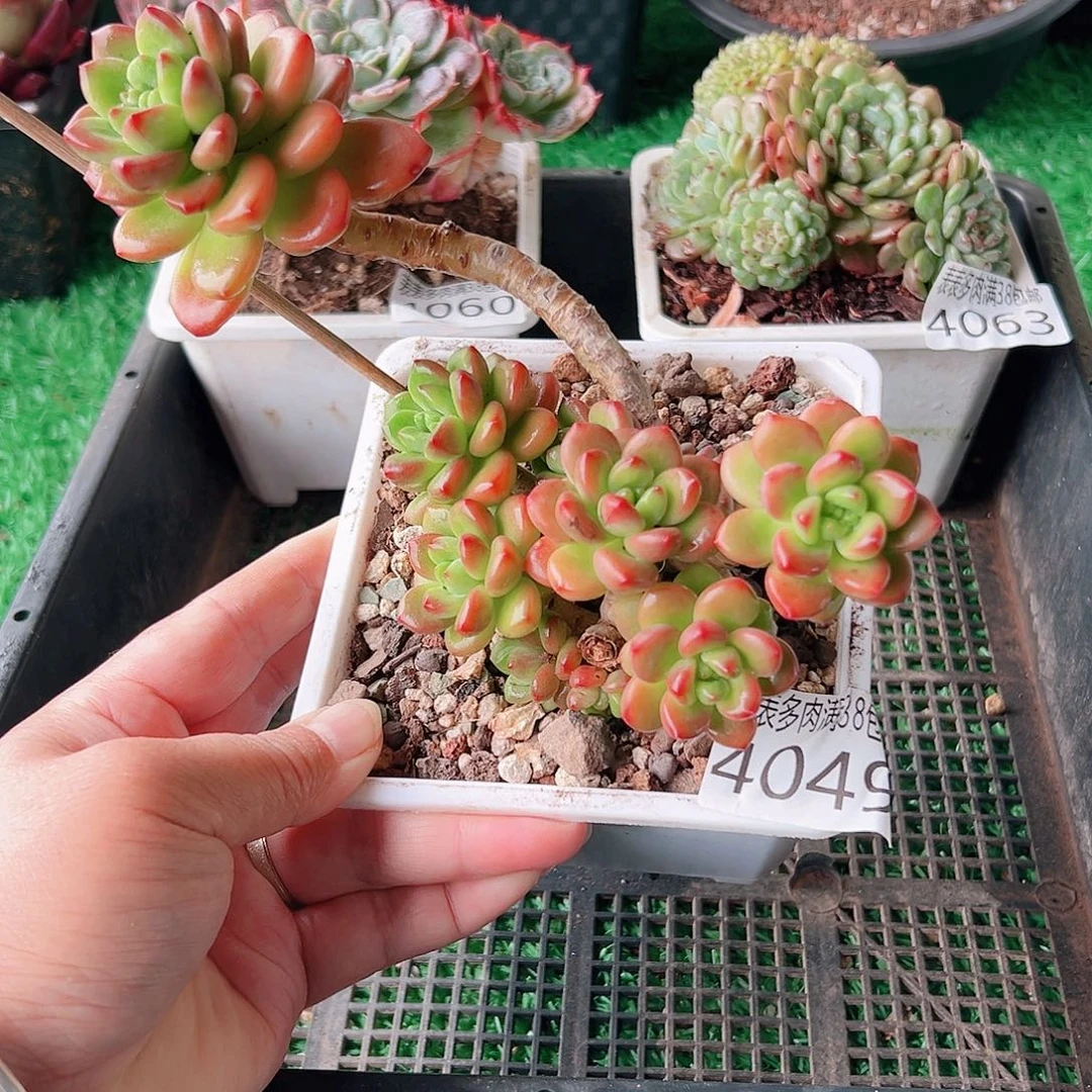 无花朵多肉一物一拍植物4049